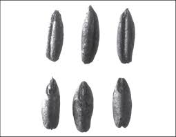 Image result for Secale cereale