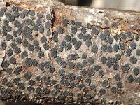 Attēlu rezultāti vaicājumam “Diatrype disciformis”