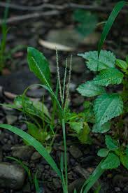 Attēlu rezultāti vaicājumam “Digitaria ischaemum leaf”
