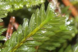 Attēlu rezultāti vaicājumam “Fissidens taxifolius sporophyte”