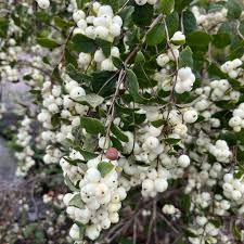 Attēlu rezultāti vaicājumam “Symphoricarpos albus”