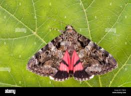 Attēlu rezultāti vaicājumam “Catocala sponsa”