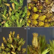 Attēlu rezultāti vaicājumam “Orthotrichum, Nyholmiella”