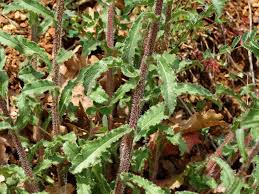 Image result for Campanula lingulata