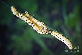 Attēlu rezultāti vaicājumam “Yponomeutidae”