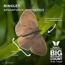 Attēlu rezultāti vaicājumam “Aphantopus hyperantus”