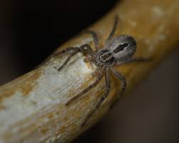 Attēlu rezultāti vaicājumam “Trichia longipalpis macro”