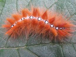 Attēlu rezultāti vaicājumam “Acronicta aceris larva”