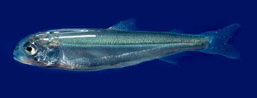 Image result for Coregonus oxyrinchus