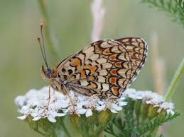 Attēlu rezultāti vaicājumam “Melitaea phoebe underside”