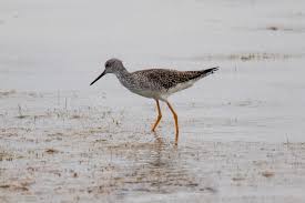 Image result for Tringa melanoleuca