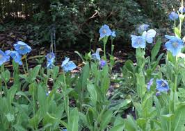 Image result for Scheinmohn blau