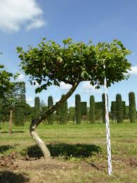 Attēlu rezultāti vaicājumam “Platanus x hispanica (syn. Platanus x acerifolia)”
