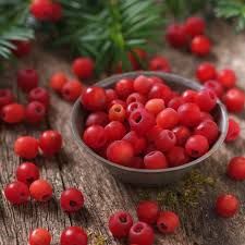 Attēlu rezultāti vaicājumam “Taxus baccata fruit”