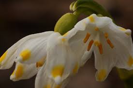 Attēlu rezultāti vaicājumam “Leucojum vernum var. vernum flower”