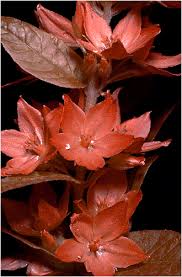Attēlu rezultāti vaicājumam “Lysimachia punctata flower”