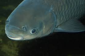 Image result for Ctenopharyngodon idella