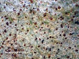 Attēlu rezultāti vaicājumam “Trapelia coarctata”