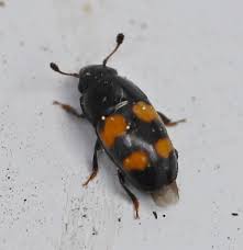 Attēlu rezultāti vaicājumam “Glischrochilus grandis”