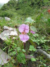 Image result for Impatiens glandulifera