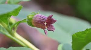 Image result for beladona