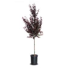 Attēlu rezultāti vaicājumam “Prunus (plum-tree)”