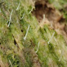 Attēlu rezultāti vaicājumam “Multiclavula mucida”