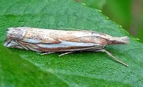 Attēlu rezultāti vaicājumam “Crambus pratella”