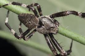 Attēlu rezultāti vaicājumam “Araneus angulatus”