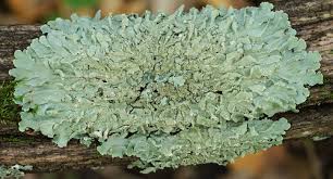 Attēlu rezultāti vaicājumam “Parmelia serrana”