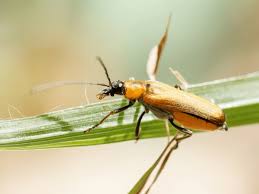 Attēlu rezultāti vaicājumam “Anogcodes melanurus”