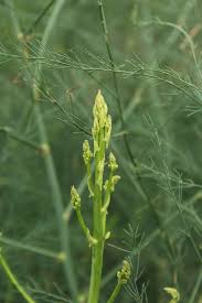 Attēlu rezultāti vaicājumam “Asparagus officinalis”