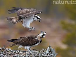 Attēlu rezultāti vaicājumam “Pandion haliaetus”