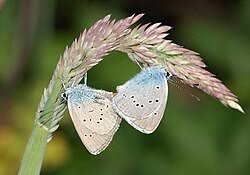 Attēlu rezultāti vaicājumam “Cyaniris semiargus”