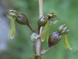 Attēlu rezultāti vaicājumam “Listera ovata fruit”
