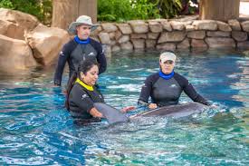 Image result for Discover Swimming