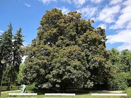 Attēlu rezultāti vaicājumam “Acer platanoides fo. schwedleri”