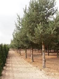 Attēlu rezultāti vaicājumam “Pinus sylvestris var. borussica”