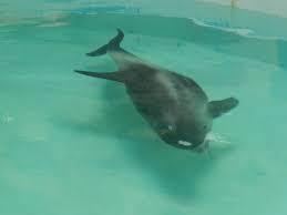 Image result for Lagenorhynchus albirostris