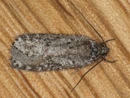 Attēlu rezultāti vaicājumam “Depressariidae”