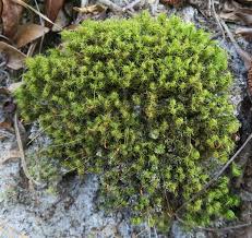 Attēlu rezultāti vaicājumam “| Dicranum”