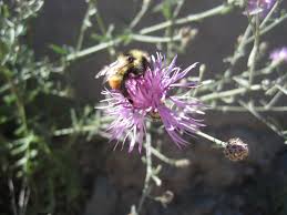 Attēlu rezultāti vaicājumam “Centaurea stoebe flower”