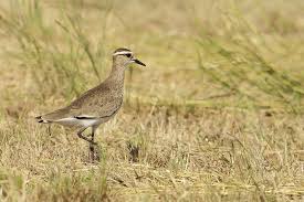 Image result for Vanellus gregarius