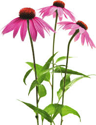 Image result for roter Sonnenhut