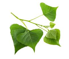 Attēlu rezultāti vaicājumam “Populus nigra leaf”