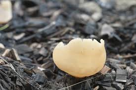 Attēlu rezultāti vaicājumam “Peziza varia”