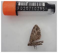 Attēlu rezultāti vaicājumam “Eupithecia exiguata”