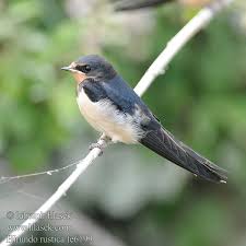 Attēlu rezultāti vaicājumam “Hirundo rustica juvenile”