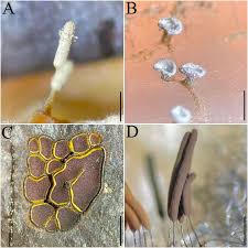 Attēlu rezultāti vaicājumam “Diderma effusum young”