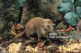 Attēlu rezultāti vaicājumam “Mustela nivalis adult”